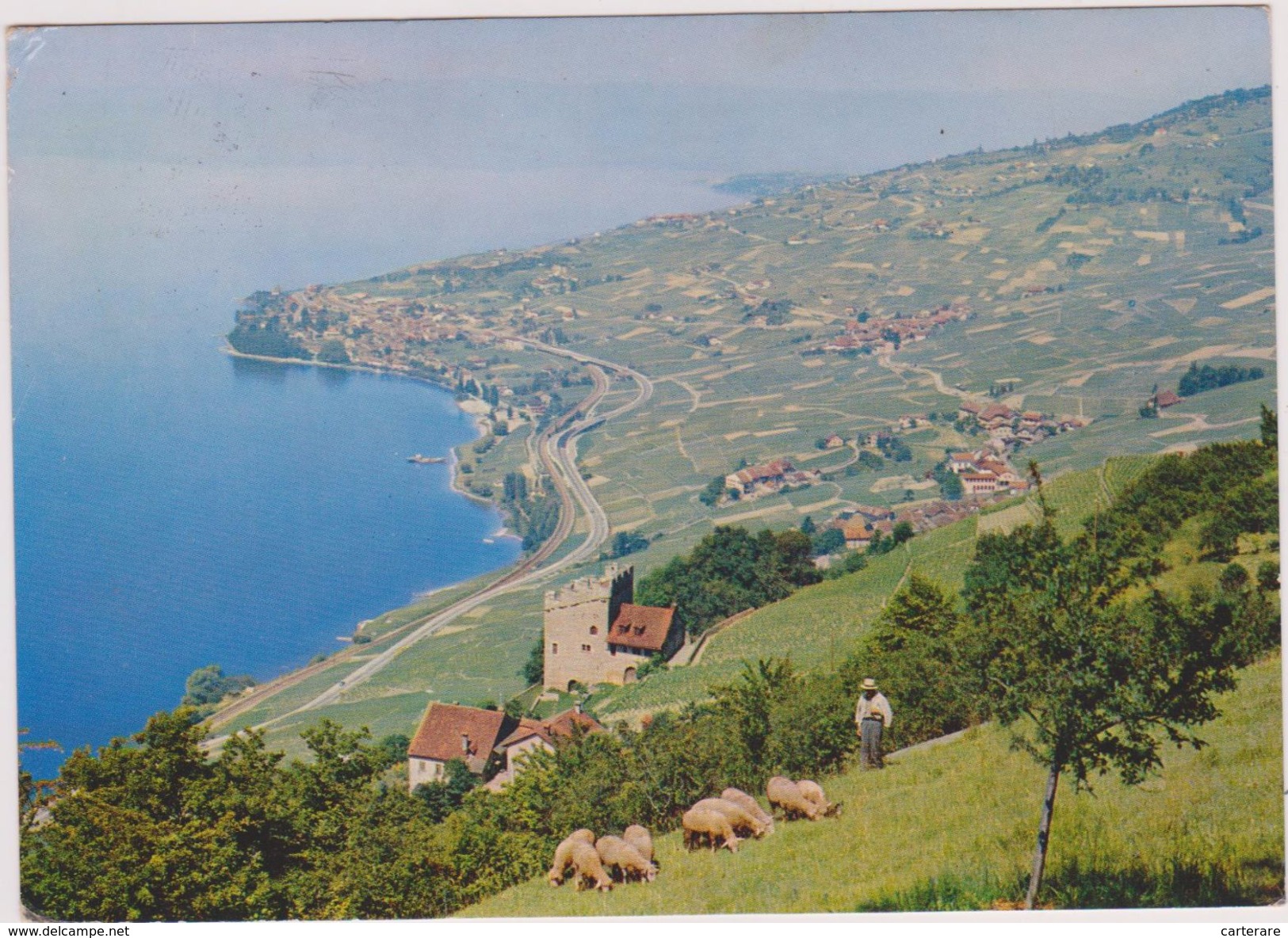 SUISSE,HELVETIA,SWISS,SWITZERLAND,SCHWEIZ,SVIZZERA ,VAUD,SAINT SAPHORIN,LAVAUX,BERGER,MOUTON,VUE AERIENNE - Saint-Saphorin