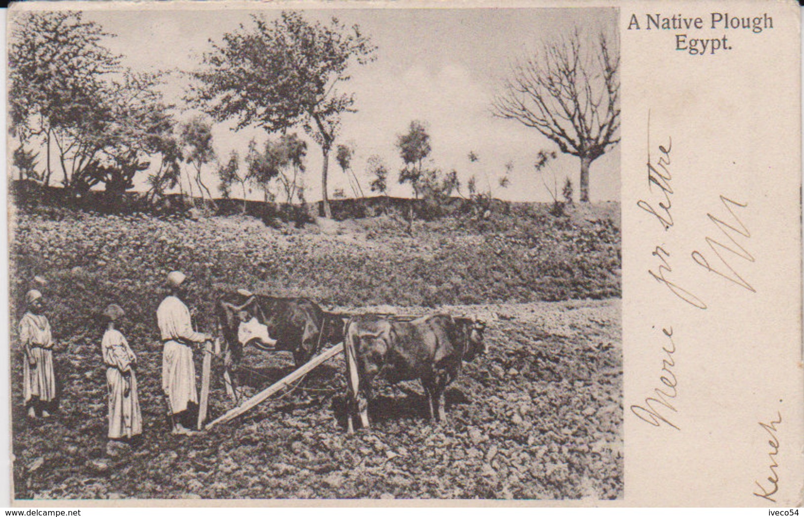 1905    Egypte   " Charrue Indigène - Native Plough " - Beni Suef