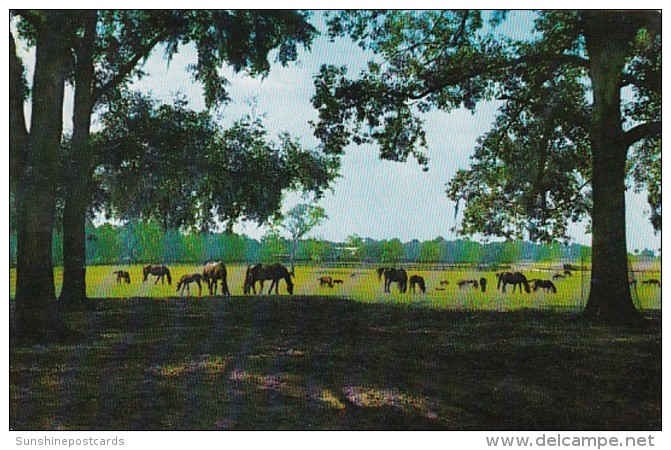 Florida Ocala Thoroughbred Horses At Rosemere Farm - Ocala