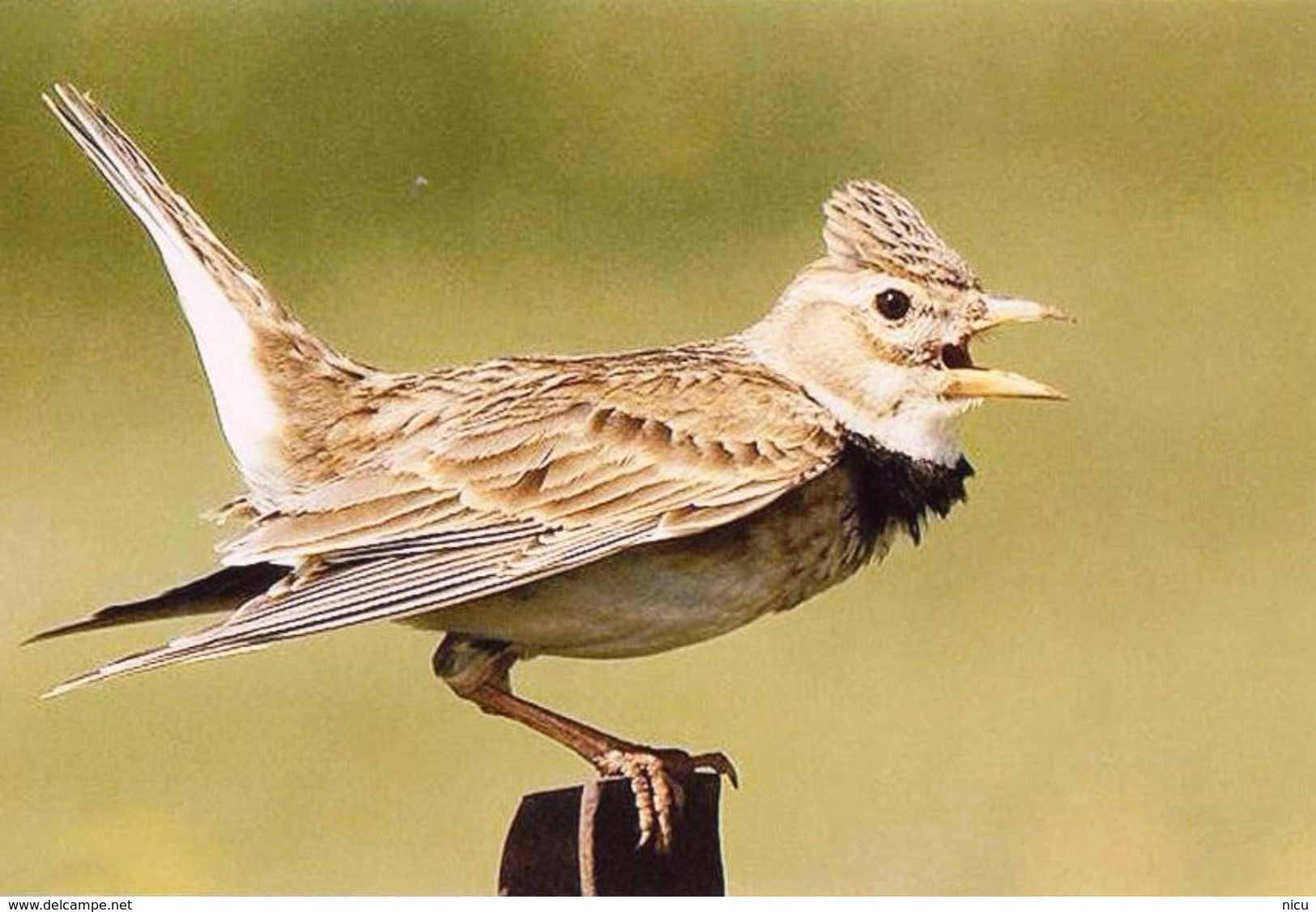 BIRDS - CALANDRA LARK (Melanocorypha Calandra) - Tiergarten