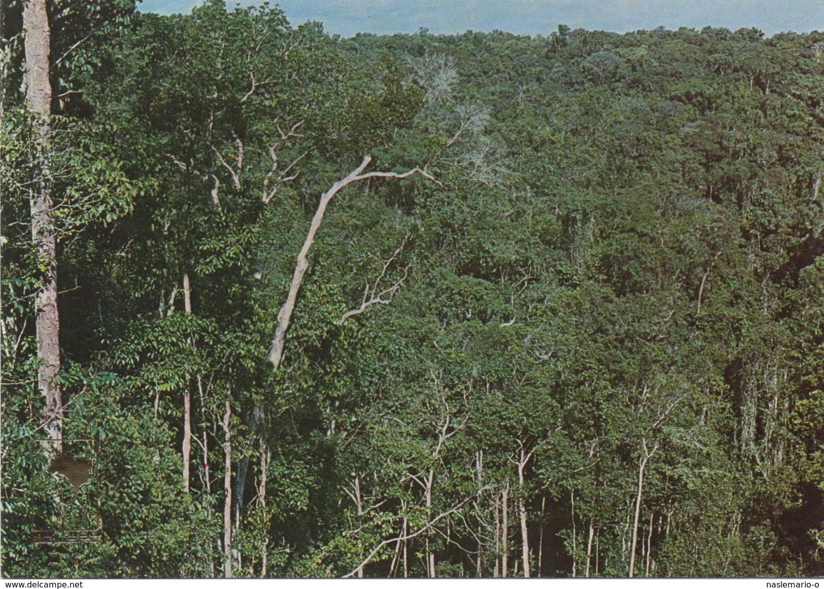 CPSM BRESIL Manaus - Vue Panoramique De La Jungle - Manaus