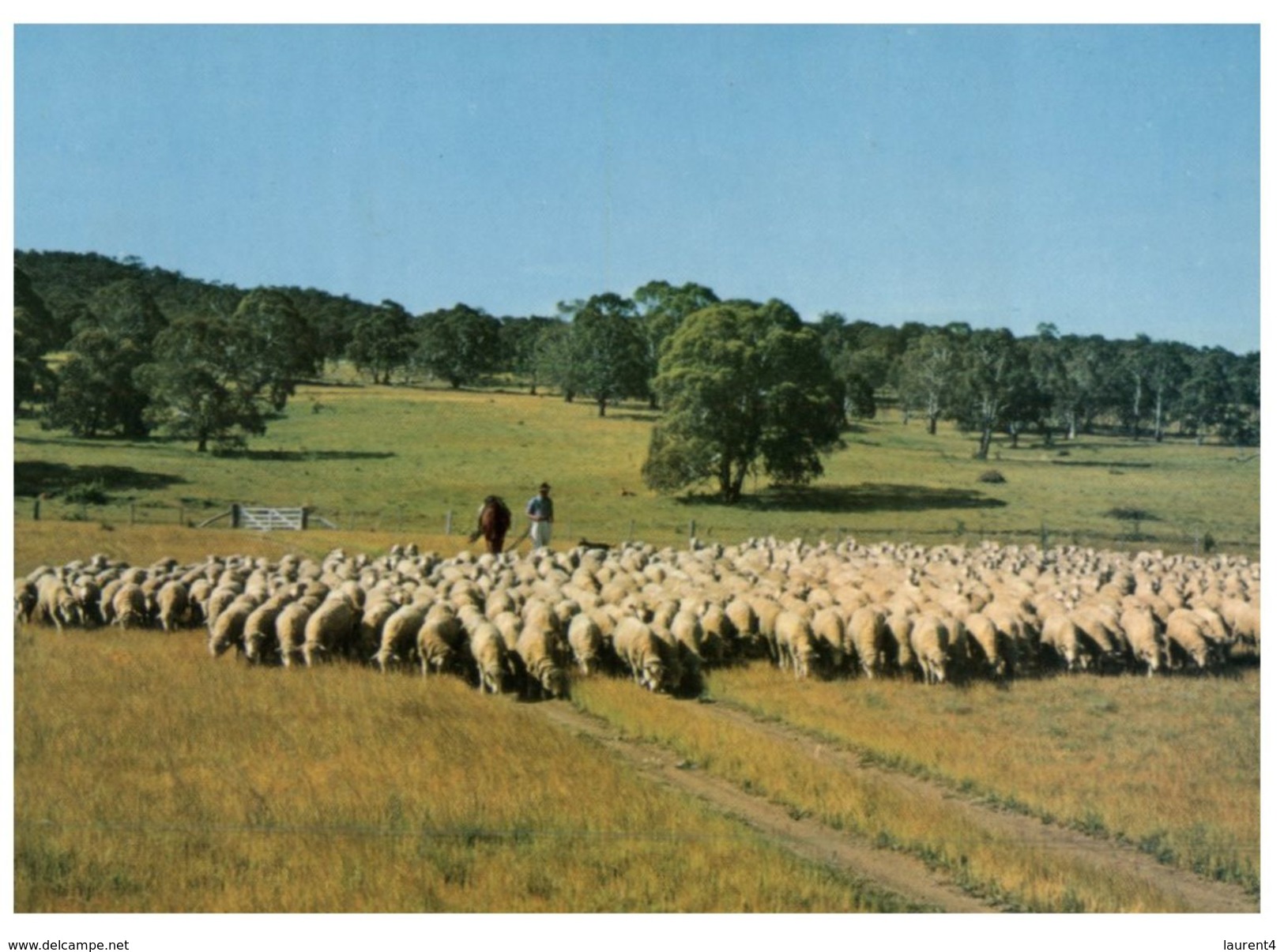 (PF 505) Australia - Sheep Grazing - Outback