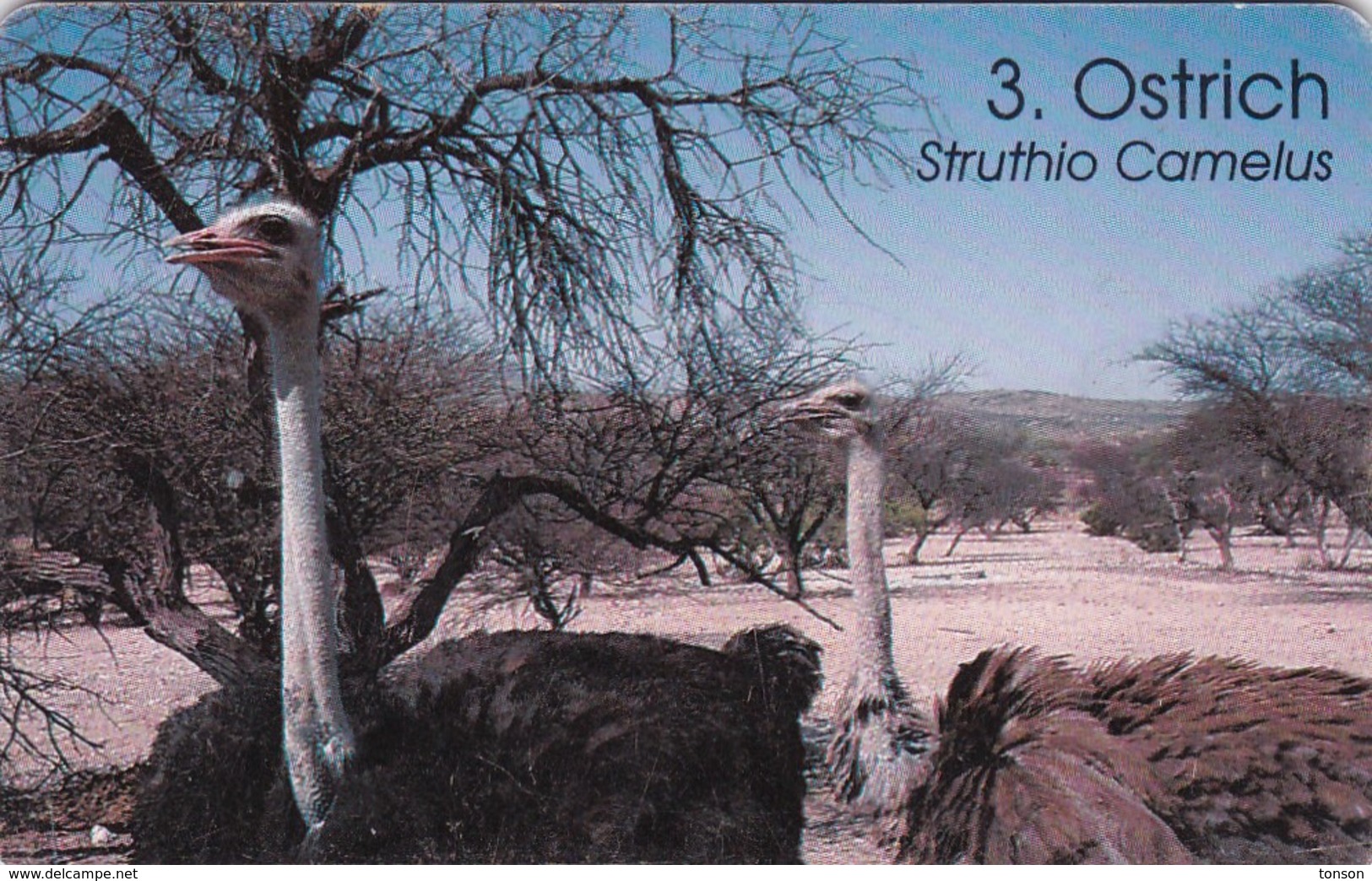 Namibia, NMB-086, Birds Of Namibia, Ostrich, 2 Scans. - Namibia