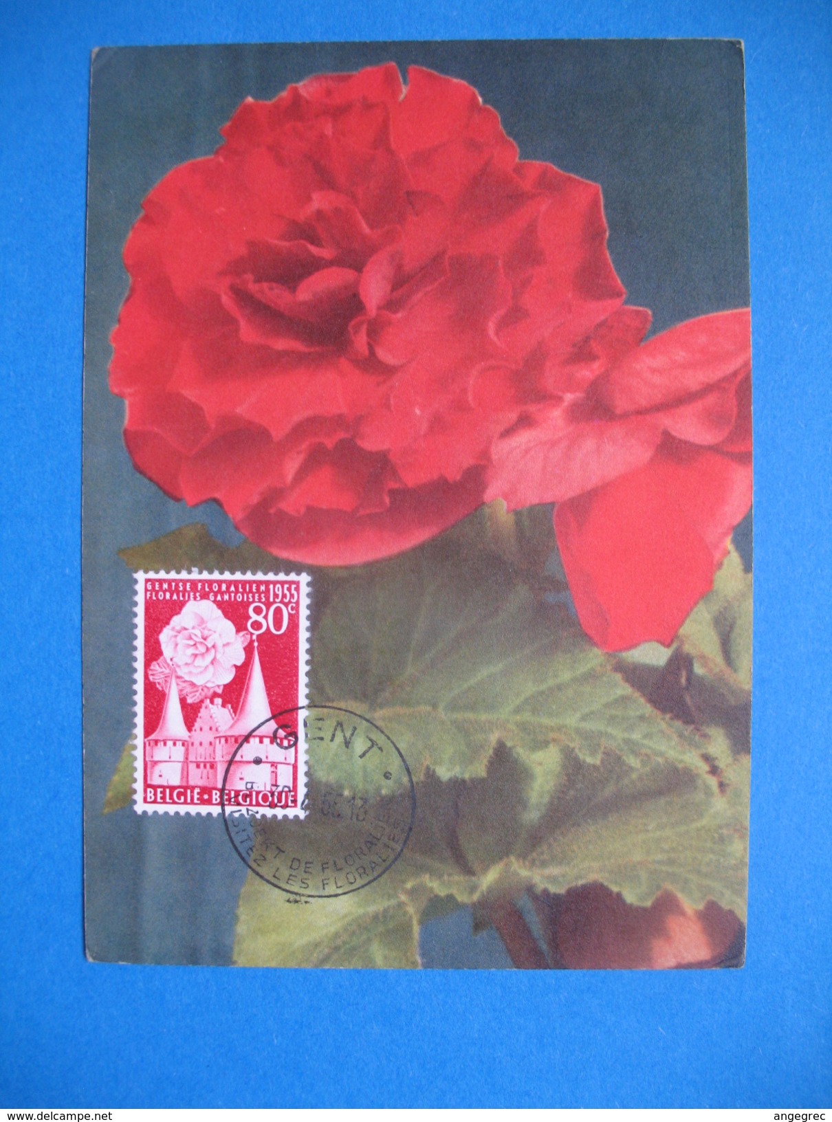 Carte Maximum - Belgique  Rose  1955 - 1951-1960