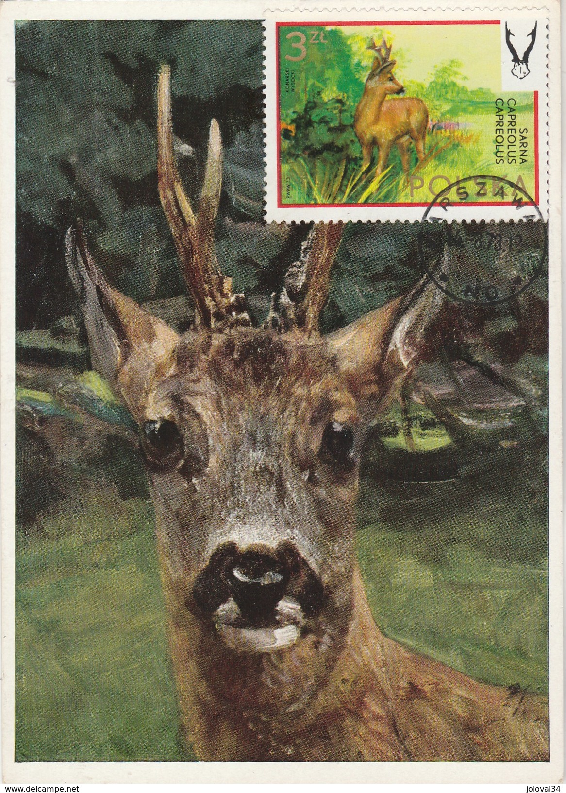 Pologne Carte Maximum 1973 Yvert  2095 - Chevreuil - Thème Animaux Gibier Chasse - Maximum Cards