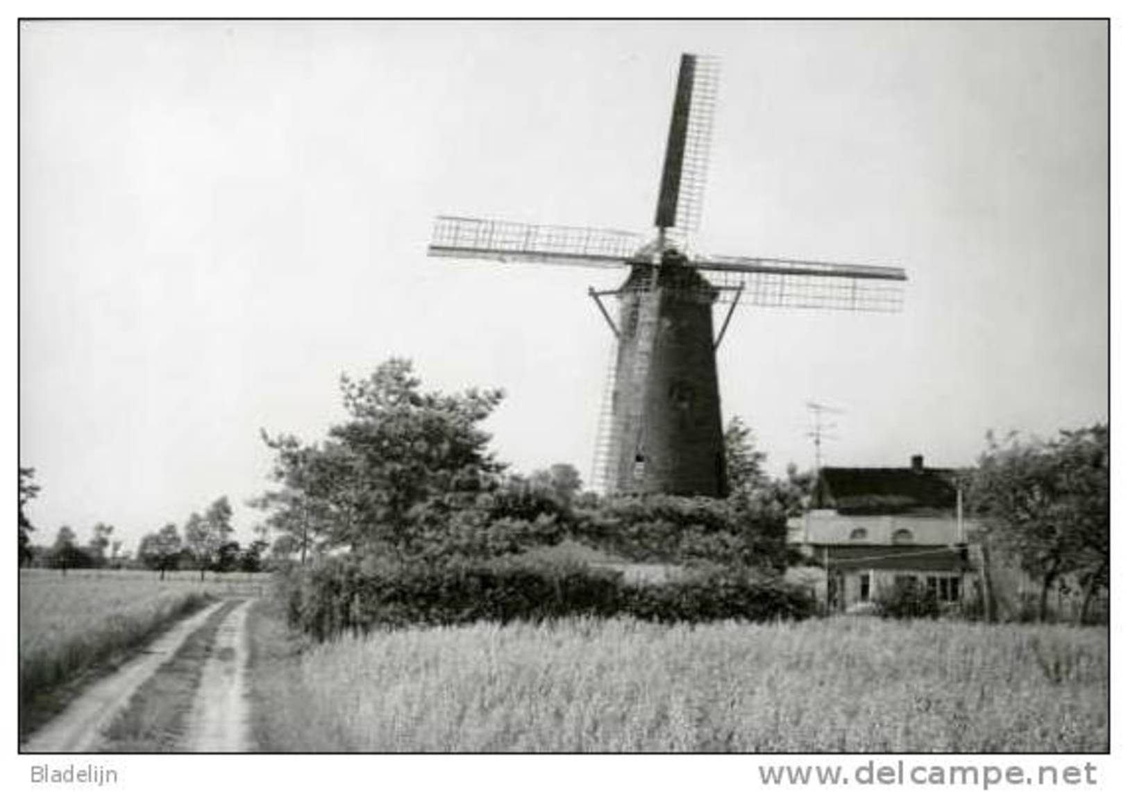 SNELLEGEM Bij Jabbeke (W.Vl.) - Molen/moulin - Historische Opname Van De Boerenmolen In 1973 Met Wieken. Momenteel Romp. - Jabbeke