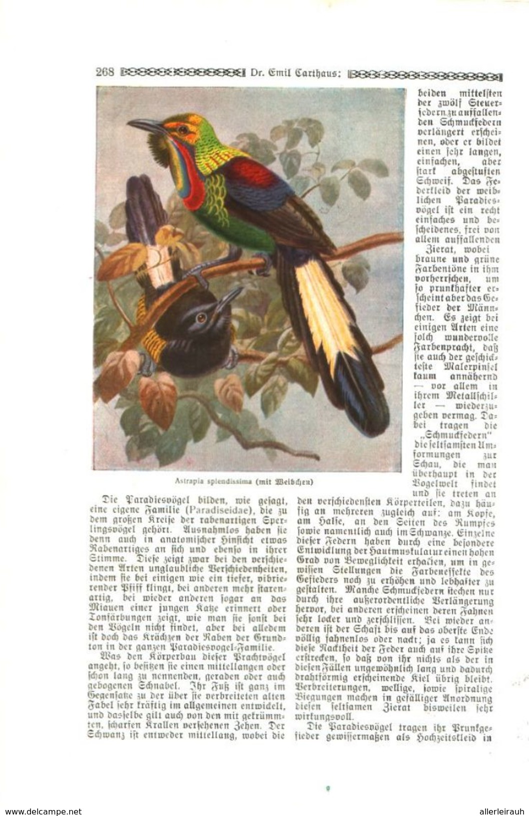 Die Paradies-oder Göttervögel (von Dr.Emil Carthaus.     / Druck, Entnommen Aus Zeitschrift /1924 - Bücherpakete