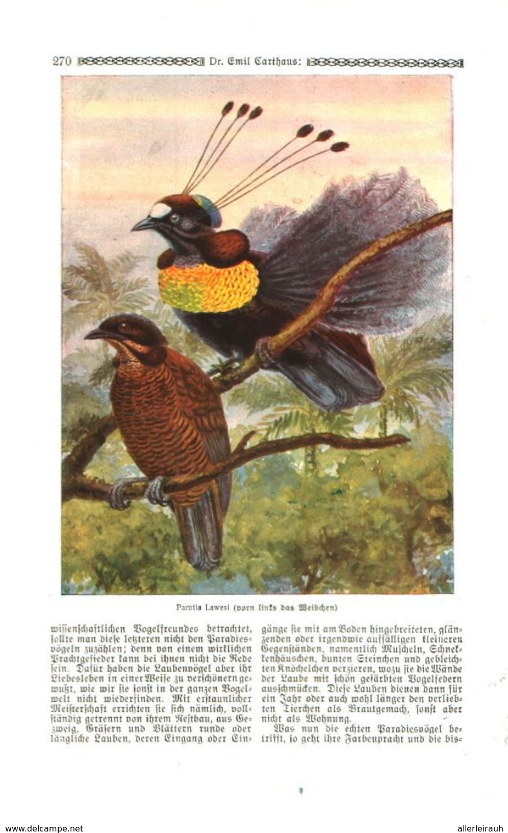 Die Paradies-oder Göttervögel (von Dr.Emil Carthaus.     / Druck, Entnommen Aus Zeitschrift /1924 - Empaques