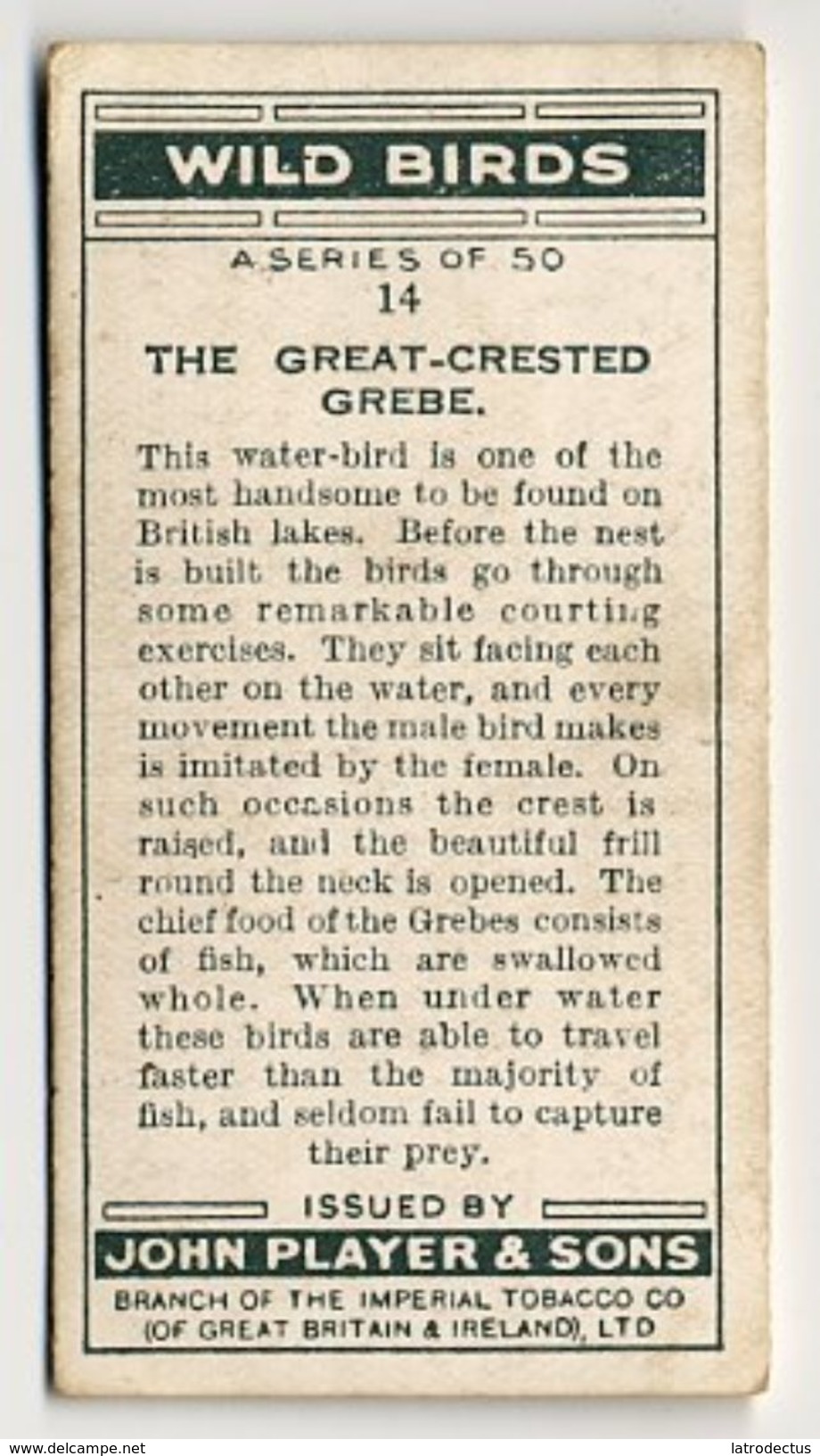 Player - 1932 - Wild Birds - 14 - Podiceps Cristatus, Grèbe Huppé, Kuiffuut, Great Crested Grebe - Player's