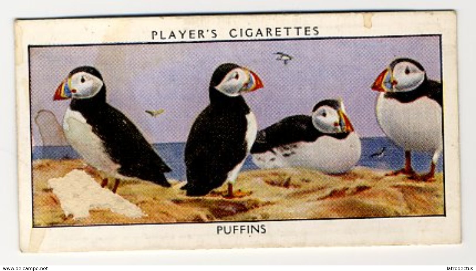 Player - 1932 - Wild Birds - 30 - Fratercula Arctica, Macareux Moine, Papegaaiduiker, Puffins - Player's