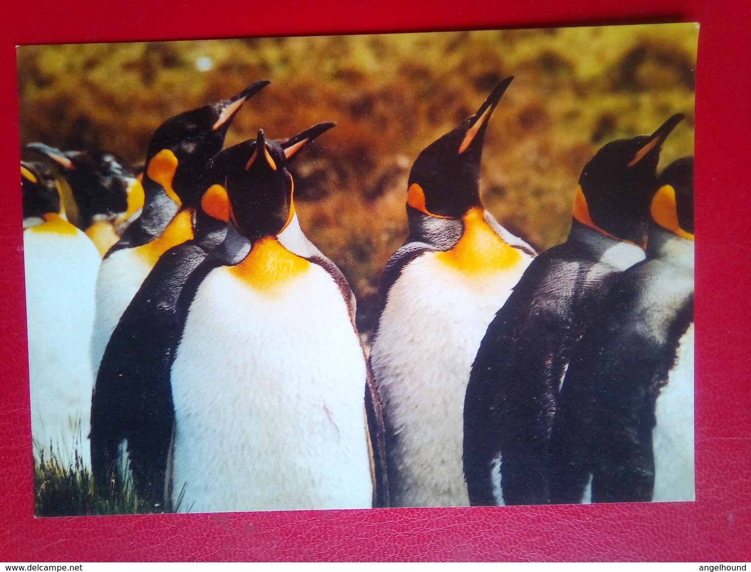 King Penguins - Falklandeilanden