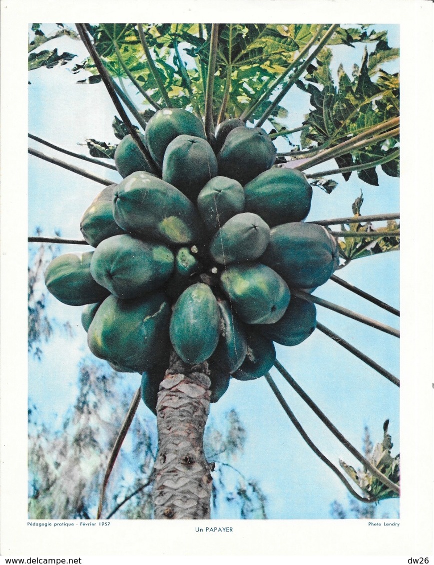 Photo Landry, Pédagogie Pratique 1957 - Nouvelle Calédonie: Un Papayer (arbre à Papaye) - Places