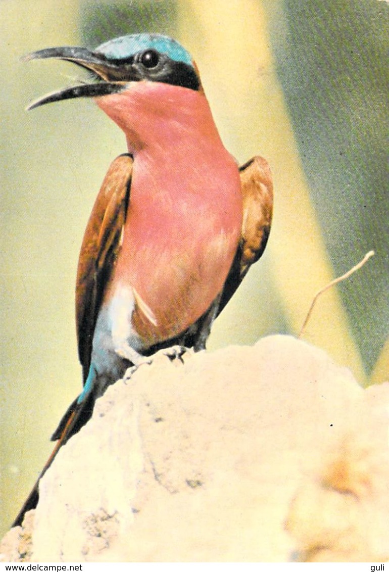 AFRIQUE ZIMBABWE ? Carmine Bee Eater..(Guêpier Carmin Oiseau) (Photo David TRICKETT )*PRIX FIXE - Zimbabwe