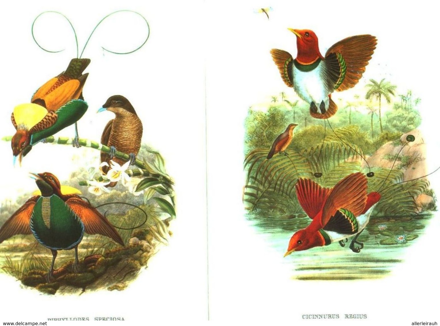 Pararisa Sanguinea,Papuana,Diphillodes Speziosa,Cicinnurus Regius (Vögel) /Druck,entn. Aus Westermanns Monatshefte /1966 - Empaques