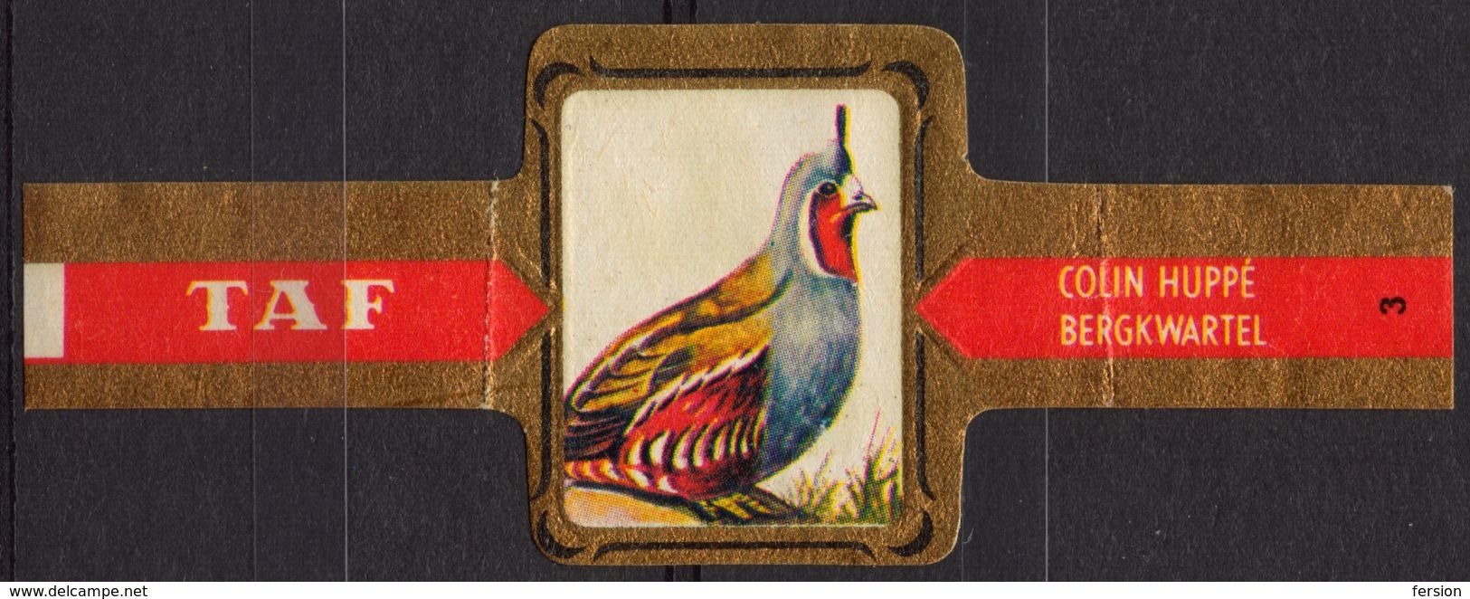 Mountain Quail / Bergkwartel - Bird Birds - Belgium Belgique - TAF - CIGAR CIGARS Label Vignette - Etiketten