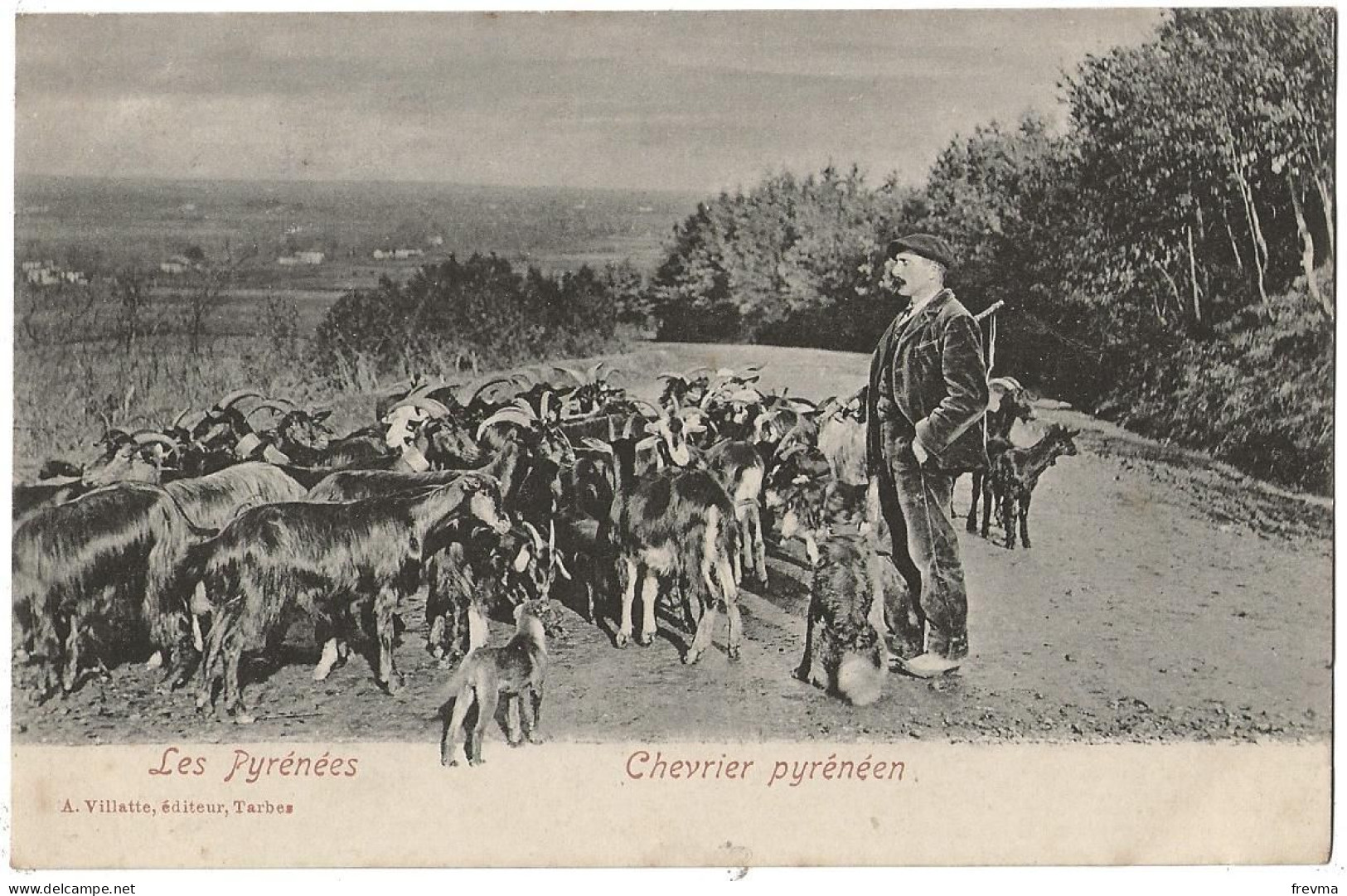 Les Pyrénées Chevrier Pyrénéen - Bearn