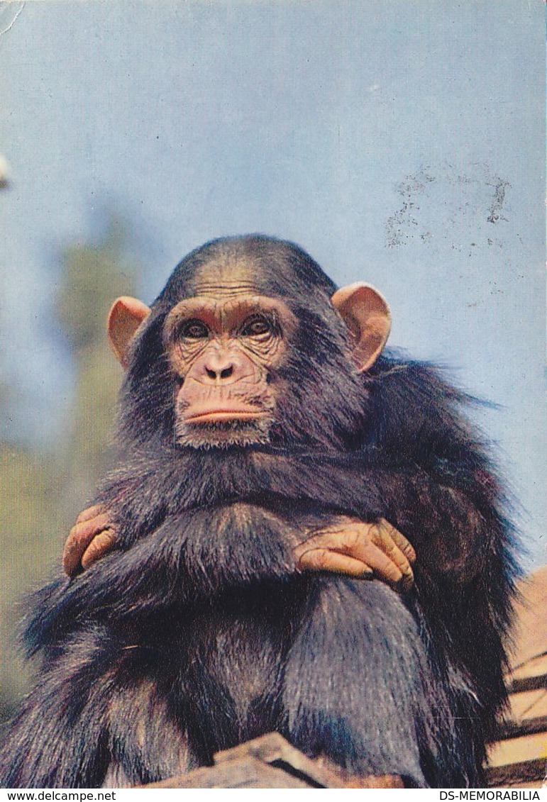 Uganda Tanzania Kenya African Fauna Monkey 1972 Nice Stamp - Ouganda