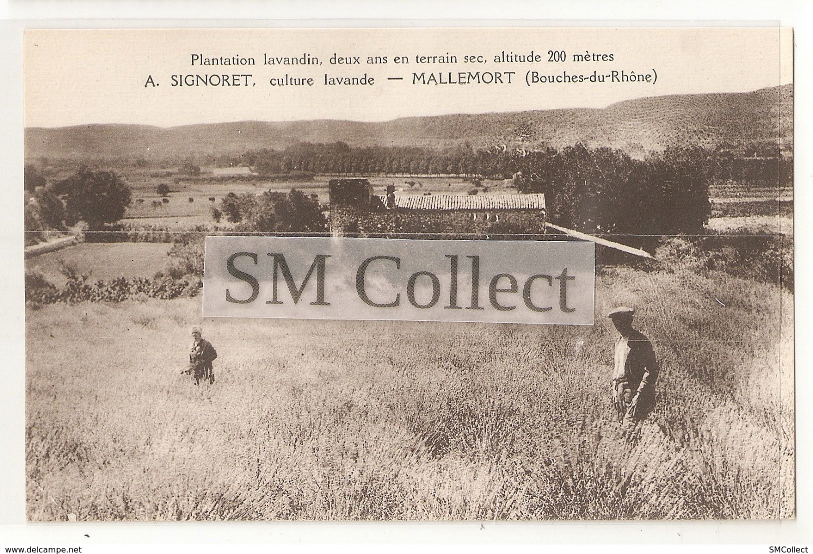 13 Mallemort, Culture De Lavande A. Signoret. Carte Inédite (1866) - Mallemort