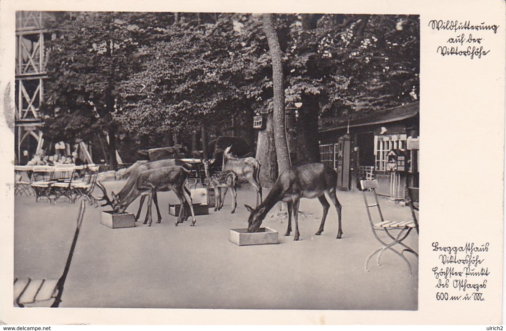 AK Berggasthaus Viktorshöhe - Wildfütterung Auf Der Viktorshöhe - Ostharz - 1938 (33916) - Quedlinburg