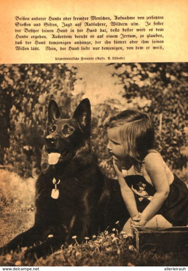 Hunde Und Katzen  /Artikel,entnommen Aus Zeitschrift /Datum Unbekannt - Empaques