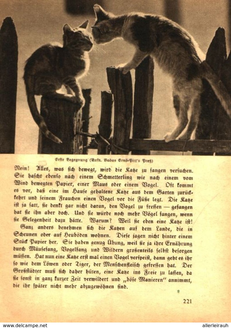 Hunde Und Katzen  /Artikel,entnommen Aus Zeitschrift /Datum Unbekannt - Colis