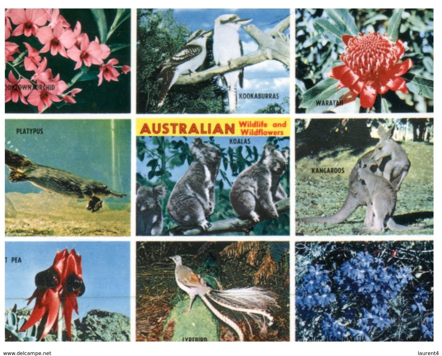 (200) Australia - Wildlife - - Outback