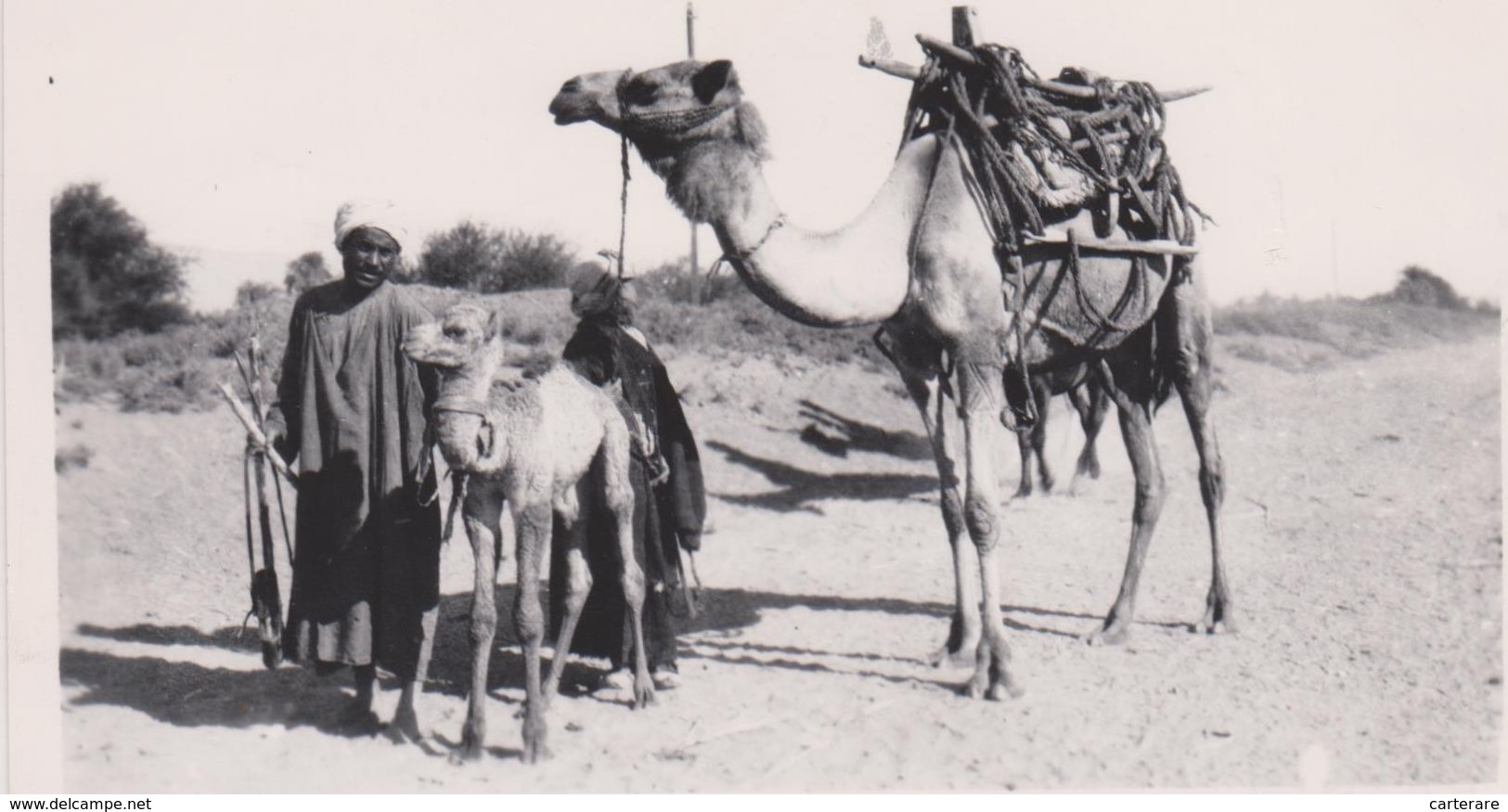 AFRIQUE,CARTE PHOTO,afrika,EGYPTE,EGYPT,,CHAMEAU,AGRICU LTEUR,CAMEL IN THE FIELD,METIER,PAYSAN DU DESERT,LUXOR,LOUXOR - Luxor