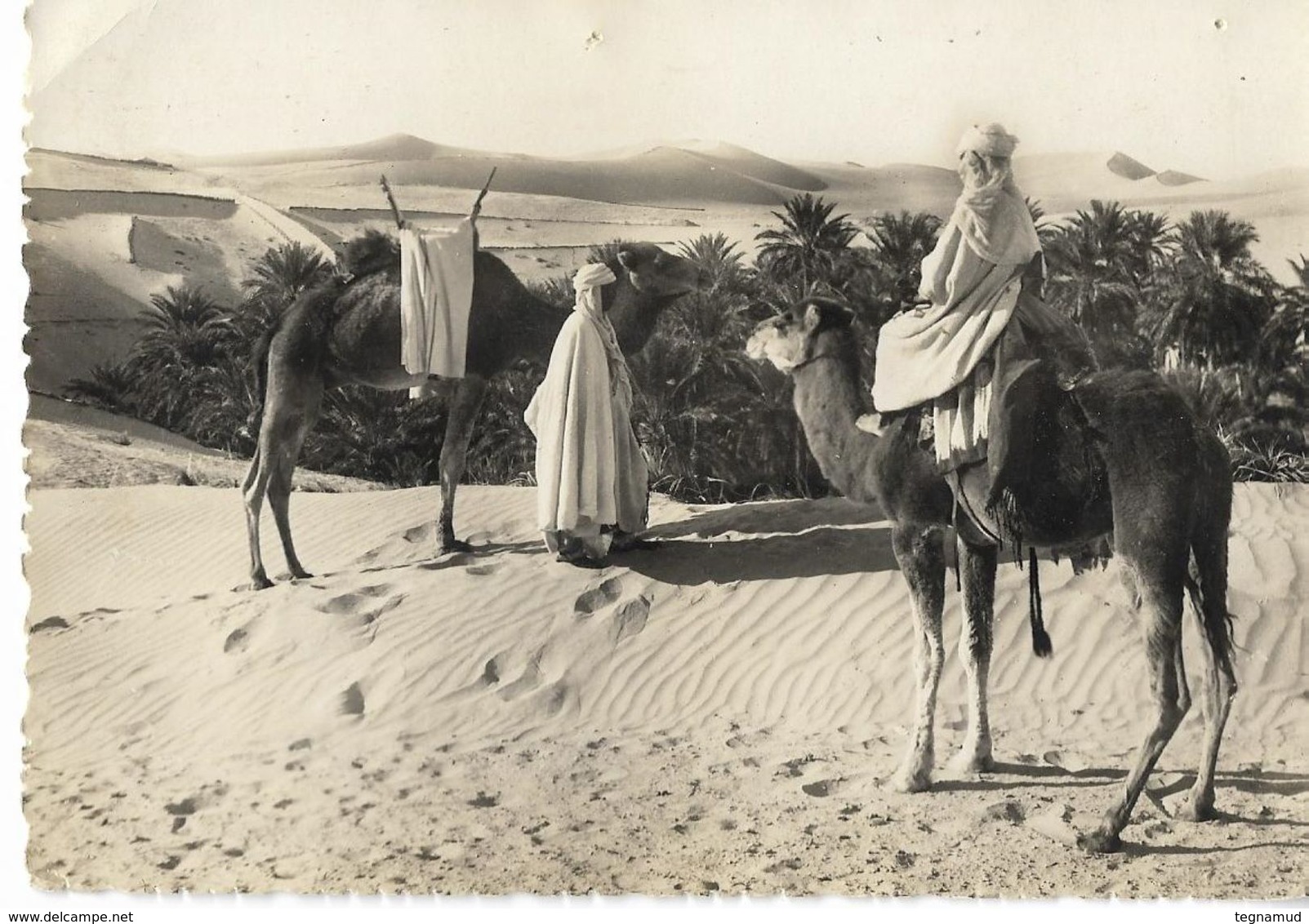 SAHARA - En Vue De La Palmeraie - Western Sahara