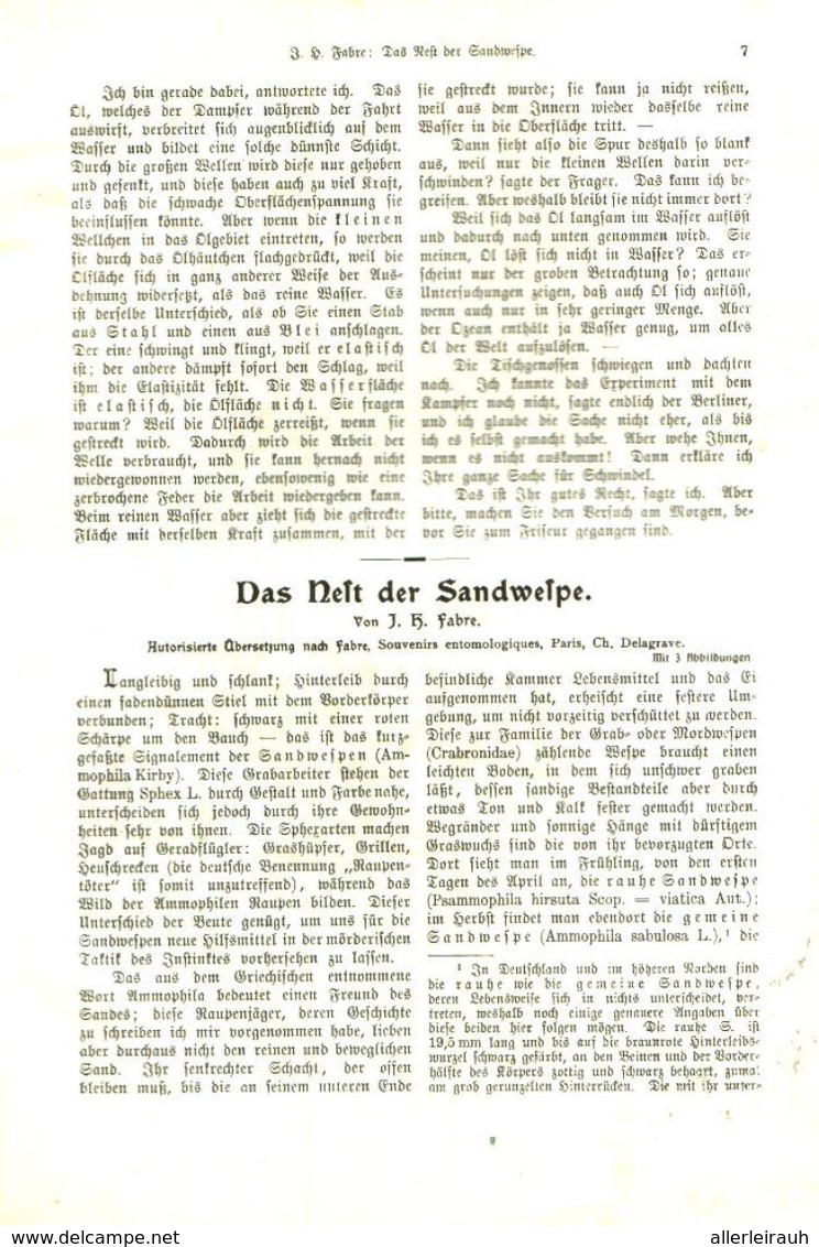 Vom Zucker/ Artikel, Entnommen Aus Kalender /1909 - Colis