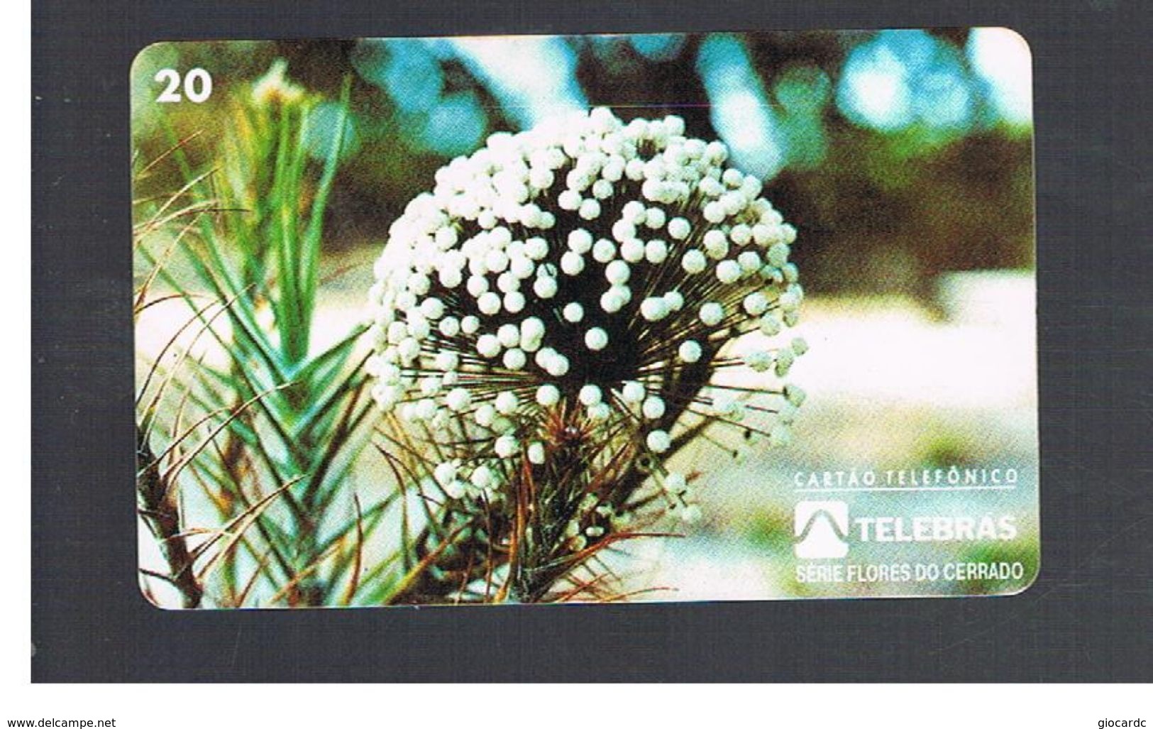 BRASILE ( BRAZIL) - TELEBRAS   -   1995 PLANTS: PAEPALANTUS   - USED - RIF.10487 - Fleurs