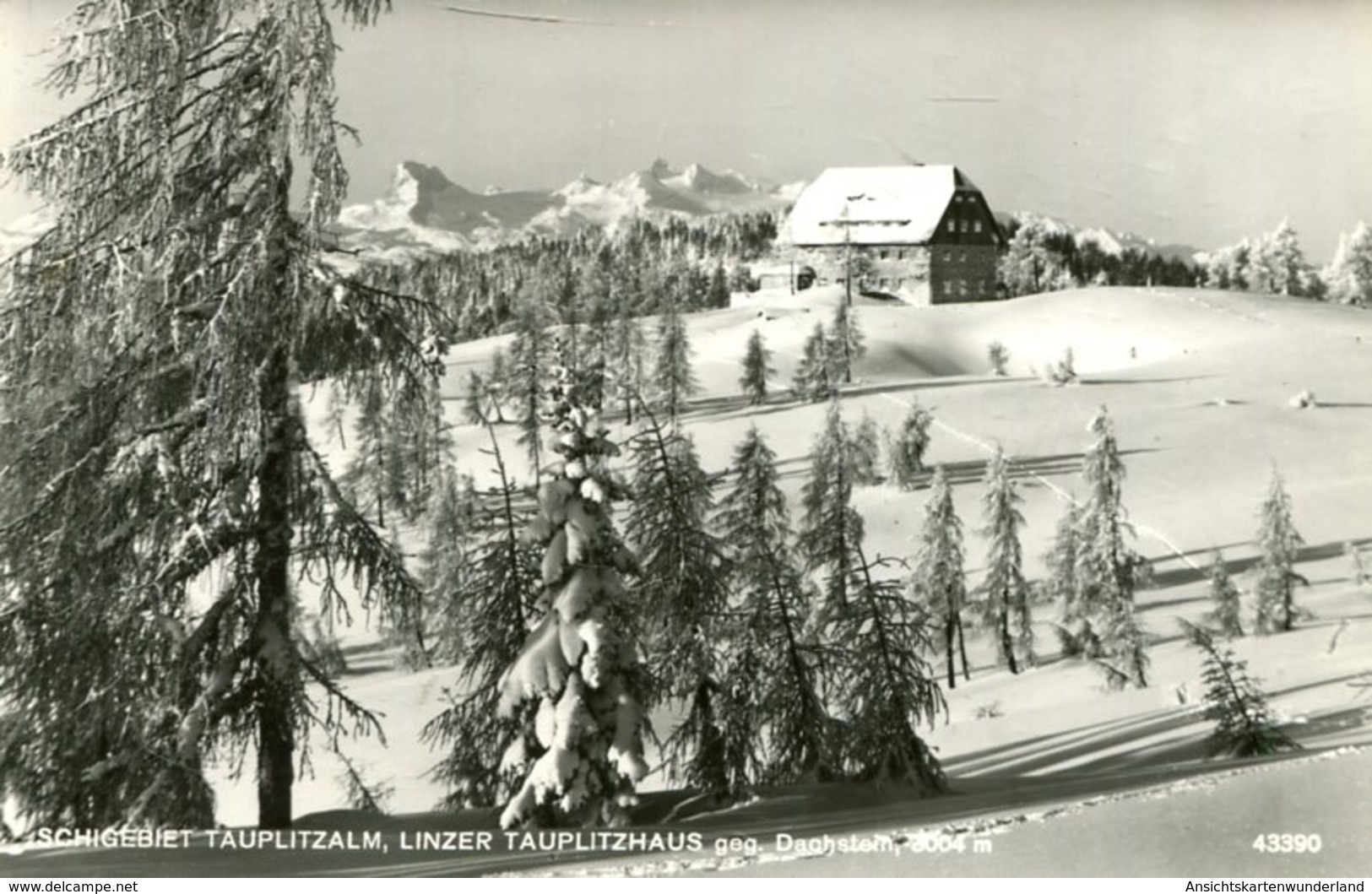 003675 Schigebiet Tauplitzalm, Linzer Tauplitzhaus Geg. Dachstein 1961 - Tauplitz