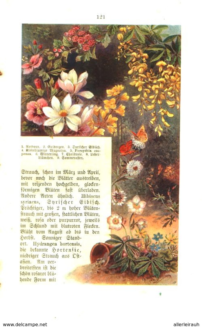 Der Ziergarten Am Hause/ Artikel, Entnommen Aus Kalender / 1907 - Colis