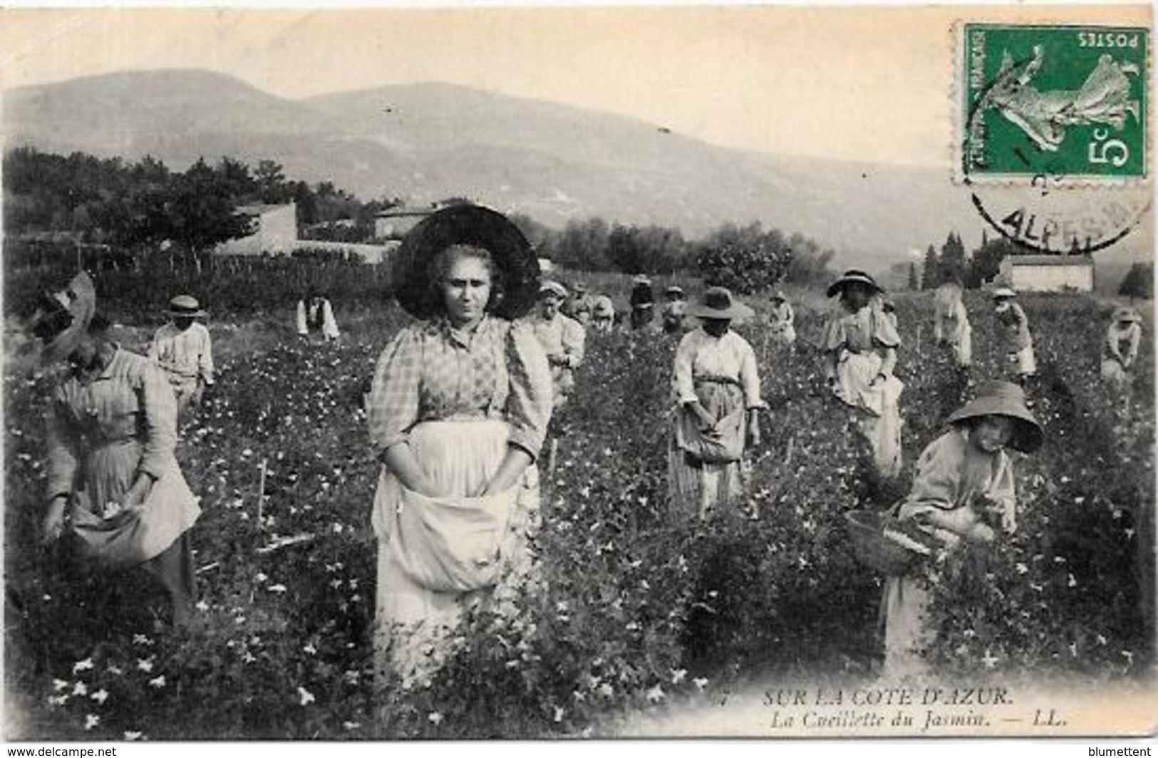 CPA Provence Métier Circulé Cueillette Du Jasmin - Provence-Alpes-Côte D'Azur