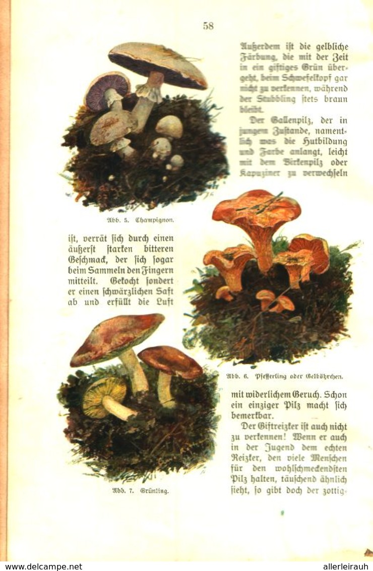 Ein Männlein Steht Im Walde...(Karl Wiedemann Ueber Pilze) / Plauderei, Entnommen Aus Kalender / 1910 - Bücherpakete