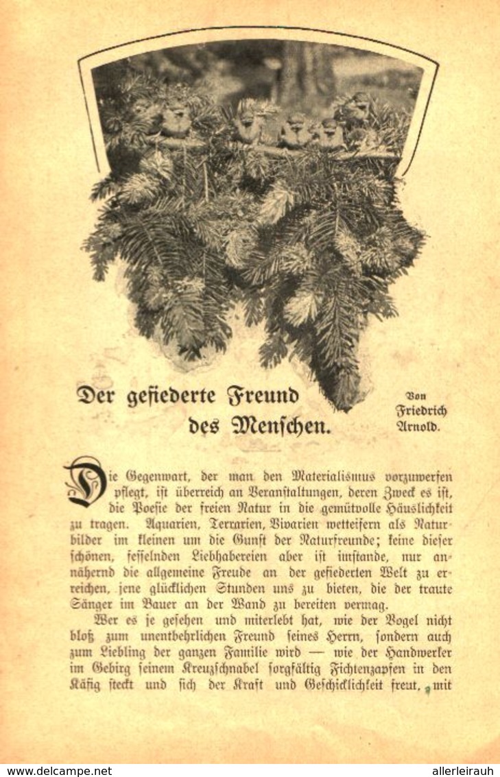 Der Gefiederte Freund Des Menschen / Artikel, Entnommen Aus Kalender / 1907 - Paketten