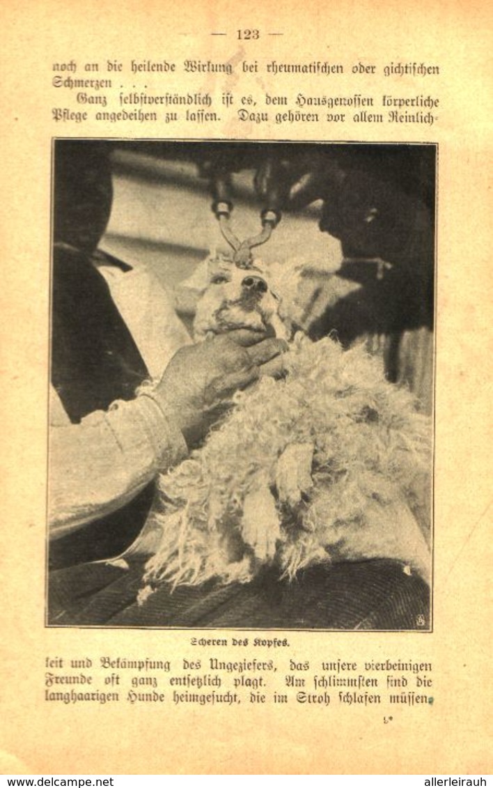 Hundetoilette / Artikel, Entnommen Aus Kalender / 1907 - Pacchi