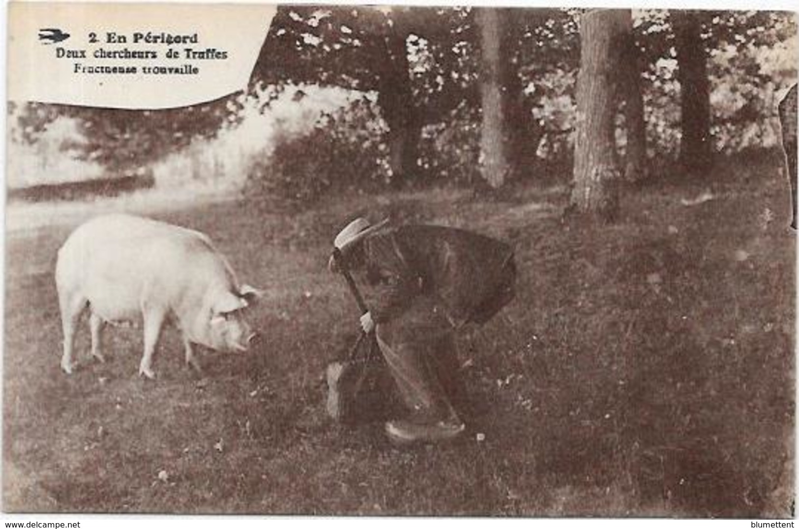 CPA Région Périgord Dordogne Cochon Truffier Pig Truffes Champignon Mushroom Métier Non Circulé - Autres