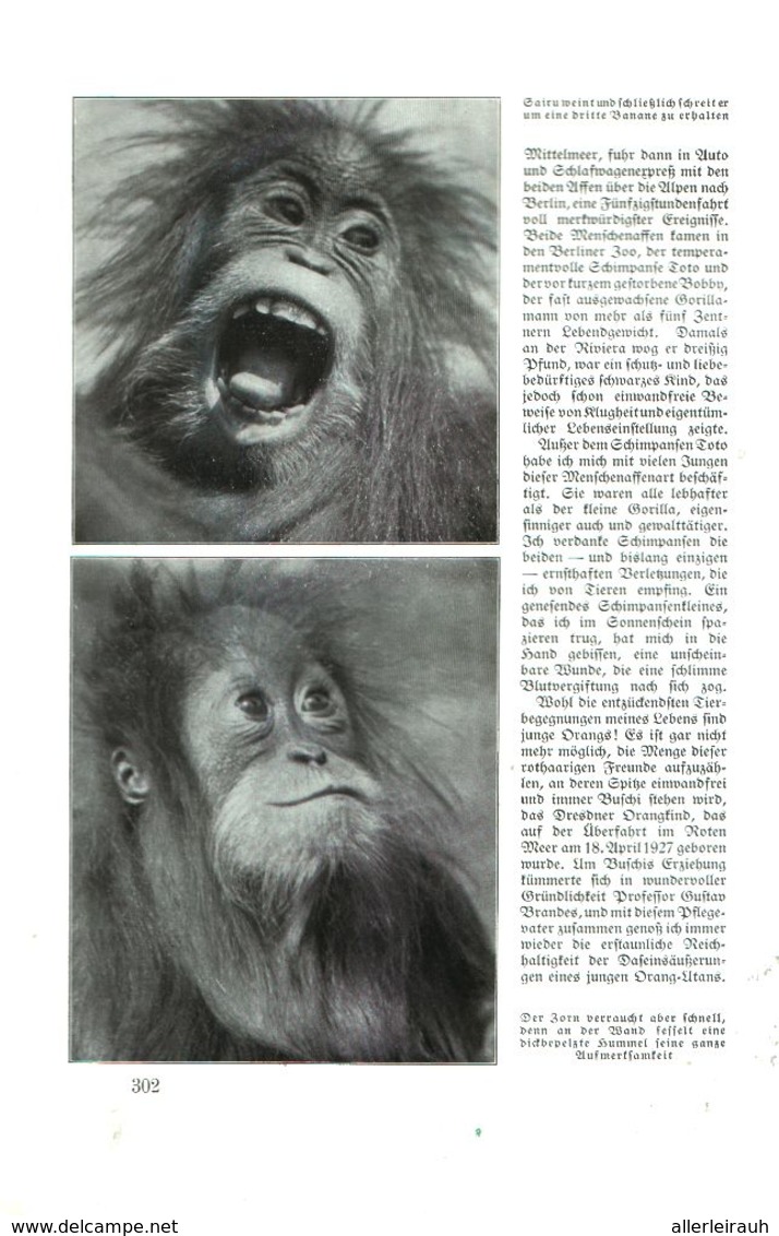 Erlebnisse Mit Affenjungen  /Artikel, Entnommen Aus Zeitschrift /1935 - Pacchi