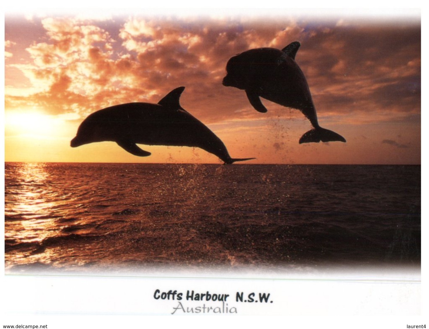 (333) Australia - NSW - Coffs Harbour Dolphin - Coffs Harbour