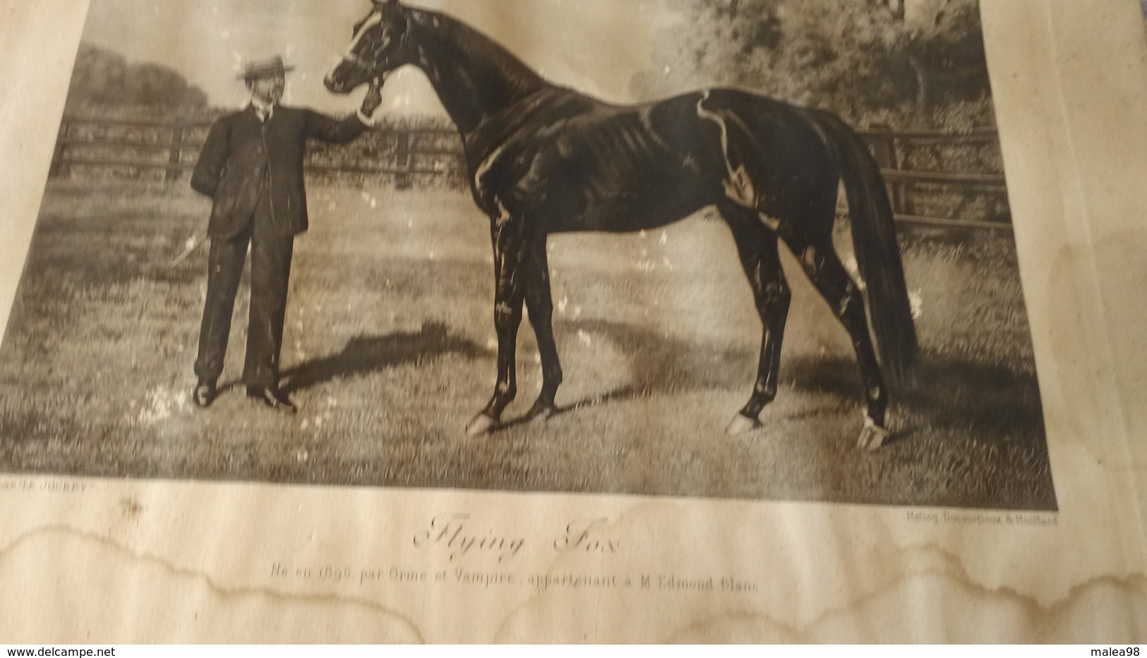 PHOTO  DE "   FLYING  FOX "  NE EN 1896  PAR  " ORME Et   VAMPIRE  "    APPARTENANT  A   M   EDMOND  BLANC - Reiten