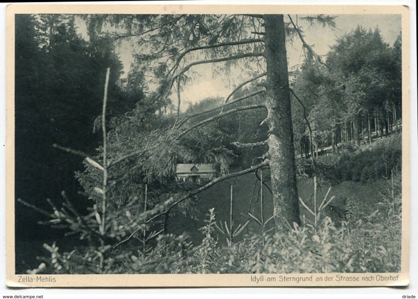 CARTOLINA ZELLA MEHLIS  IDYLL AM STERNGRUND AN DER STRASSE NACH OBERHOF THUERINGEN GERMANIA - Zella-Mehlis