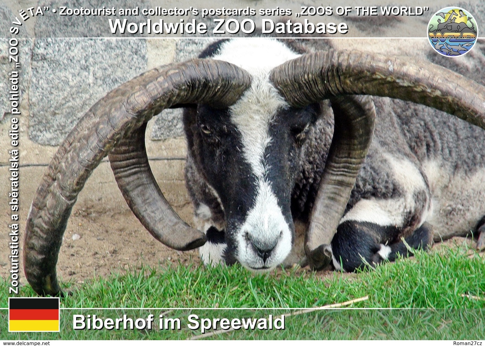 291 Birerhof Im Spreewald, DE - Jacob Sheep (Ovis Orientalis Aries "Jacob Sheep") - Burg (Spreewald)