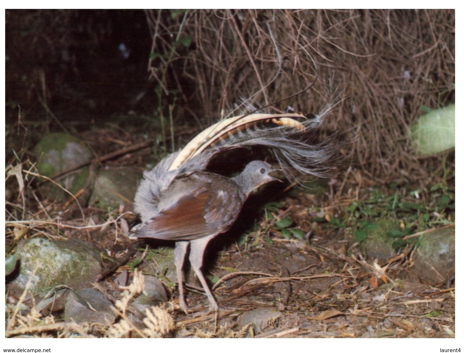 (PF 975) Australia - Lyrebird - Outback