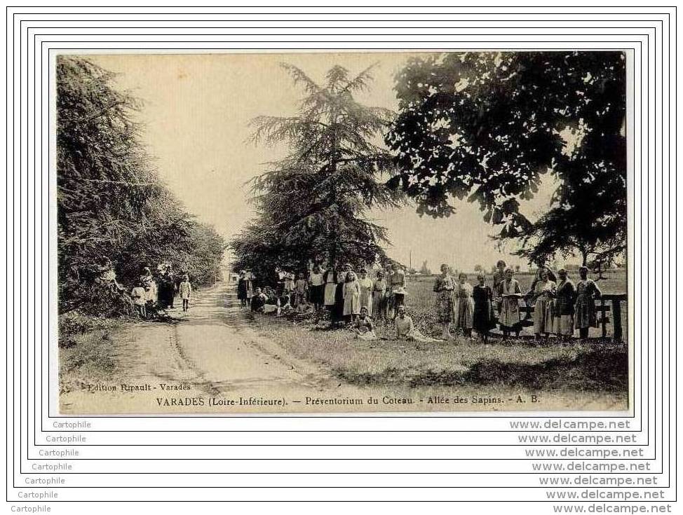 44 - VARADES - Preventorium Du Coteau - Allee Des Sapins (animee) - Varades