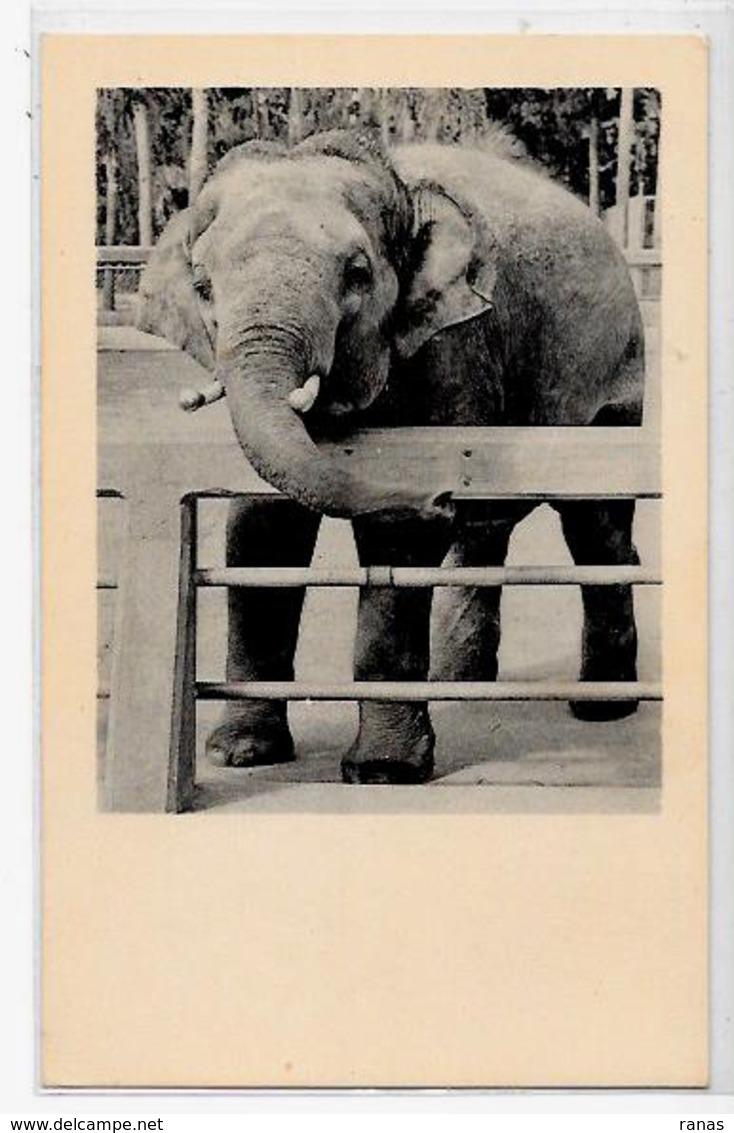 CPA éléphant ELEPHANT Non Circulé Carte Photo RPPC - Olifanten