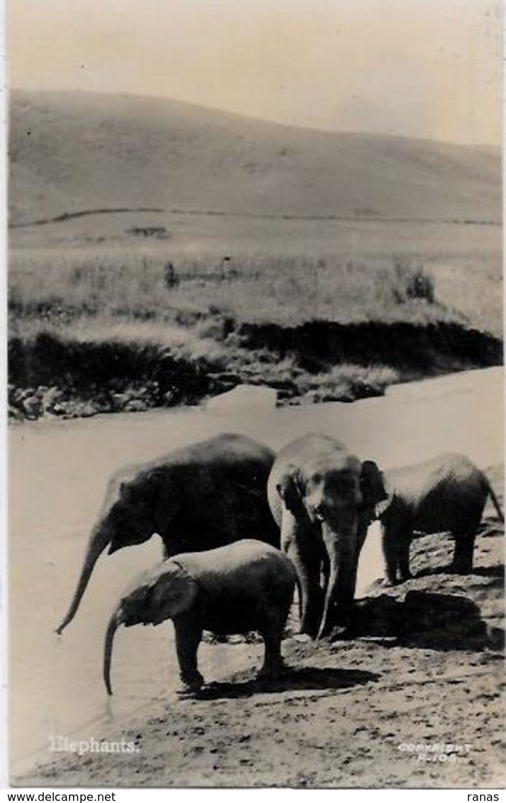 CPA éléphant ELEPHANT Non Circulé Asie Carte Photo RPPC - Olifanten