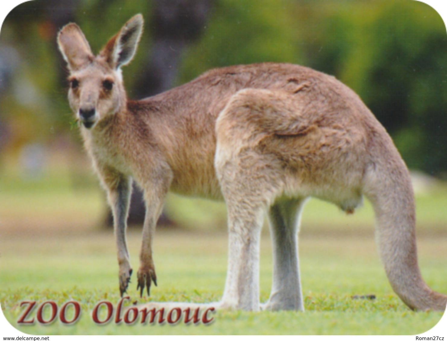 Zoo Olomouc (CZ) - Kangaroo - Tierwelt & Fauna