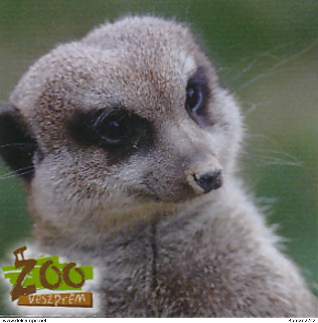 Zoo Veszprem (HU) - Meerkat - Tierwelt & Fauna