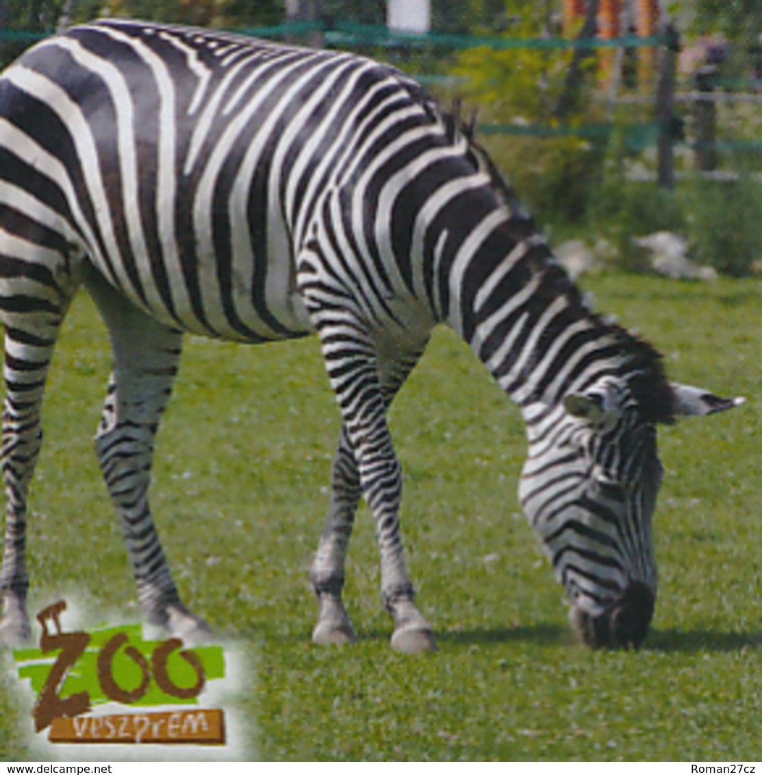 Zoo Veszprem (HU) - Zebra - Tierwelt & Fauna