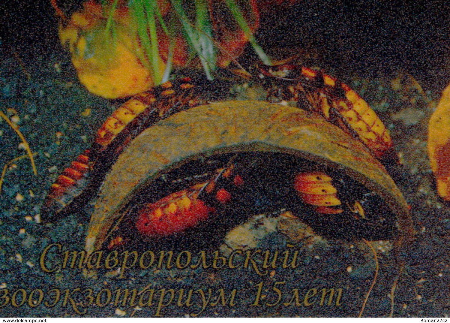 Zooexotarium Stavropol (RU) - Cockroaches - Animals & Fauna